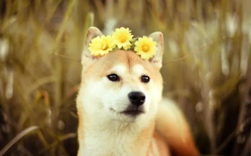 Phong cách mới lạ với avatar chó Shiba độc đáo Phong cách mới lạ với avatar chó Shiba độc đáo