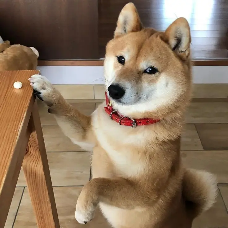 Phong cách năng động với avatar chó Shiba hài hước Phong cách năng động với avatar chó Shiba hài hước
