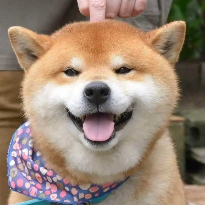 Avatar chó Shiba giúp tăng tương tác mạng xã hội Avatar chó Shiba giúp tăng tương tác mạng xã hội