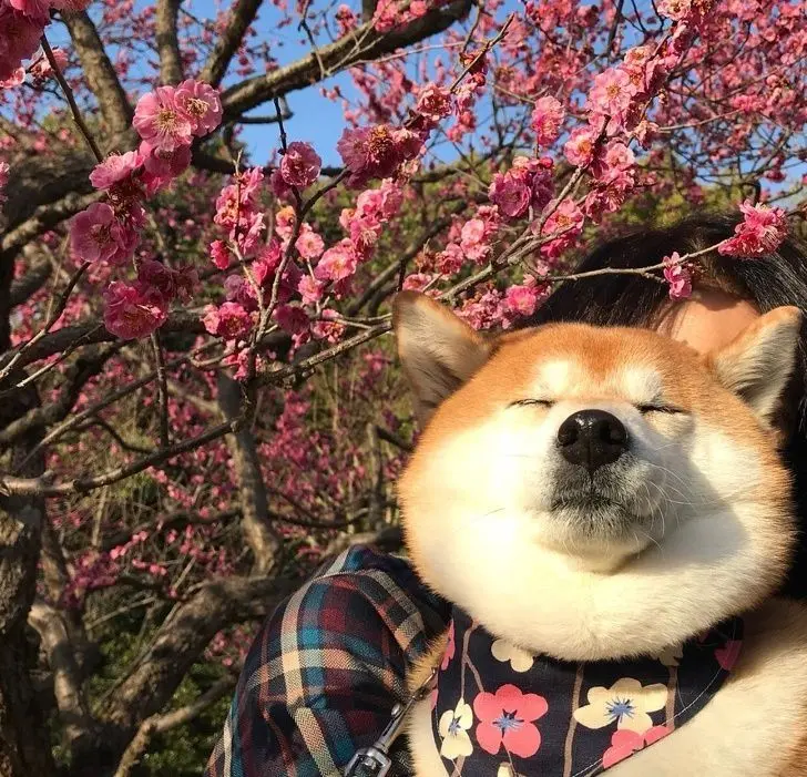 Khám phá bộ sưu tập avatar chó Shiba đẹp nhất Khám phá bộ sưu tập avatar chó Shiba đẹp nhất