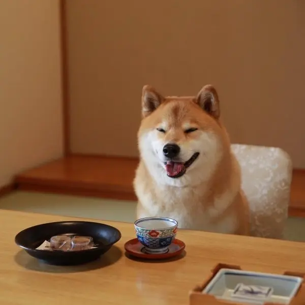 Nổi bật trên Instagram với avatar chó Shiba độc đáo Nổi bật trên Instagram với avatar chó Shiba độc đáo
