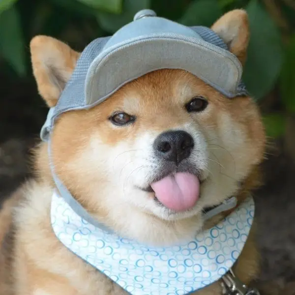 Gần gũi và thân thiện với avatar chó Shiba đáng yêu Gần gũi và thân thiện với avatar chó Shiba đáng yêu