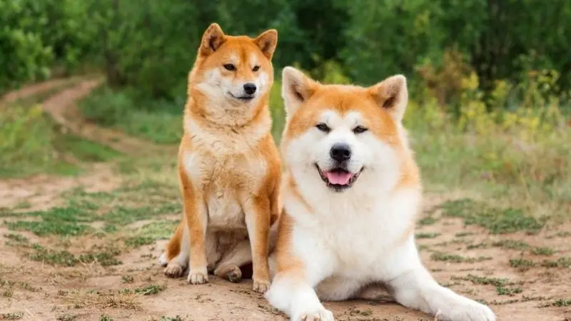 Đổi gió với avatar chó Shiba cực chất Đổi gió với avatar chó Shiba cực chất