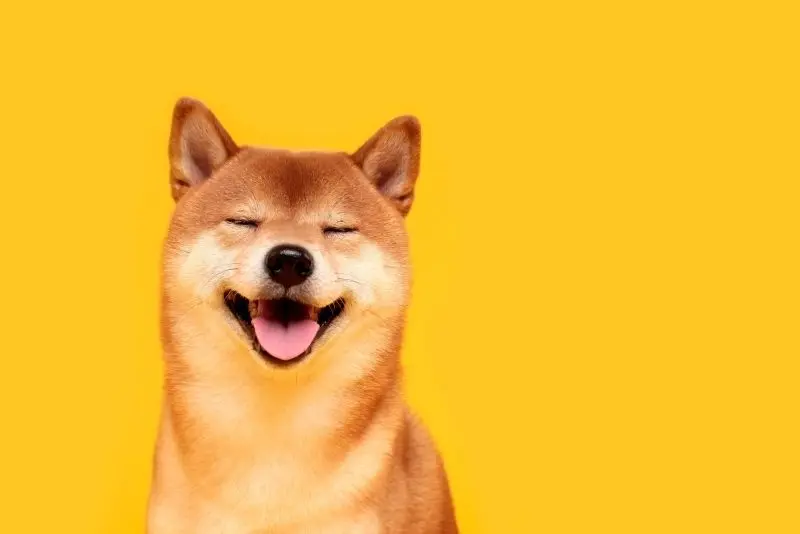 Hài hước và đáng yêu với avatar chó Shiba meme Hài hước và đáng yêu với avatar chó Shiba meme
