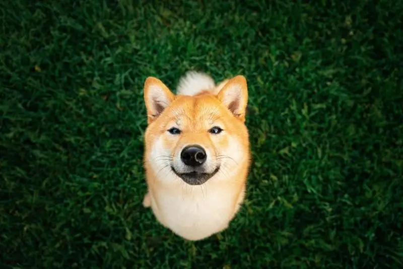 Avatar chó Shiba, nguồn cảm hứng cho ngày mới Avatar chó Shiba, nguồn cảm hứng cho ngày mới