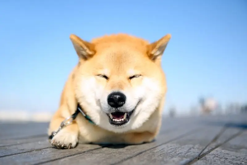 Độc đáo hơn với avatar chó Shiba thời thượng Độc đáo hơn với avatar chó Shiba thời thượng