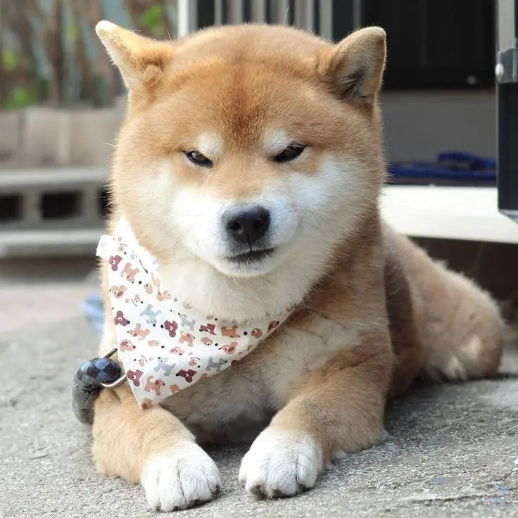 Chọn ngay avatar chó Shiba để nổi bật trên mạng xã hội Chọn ngay avatar chó Shiba để nổi bật trên mạng xã hội