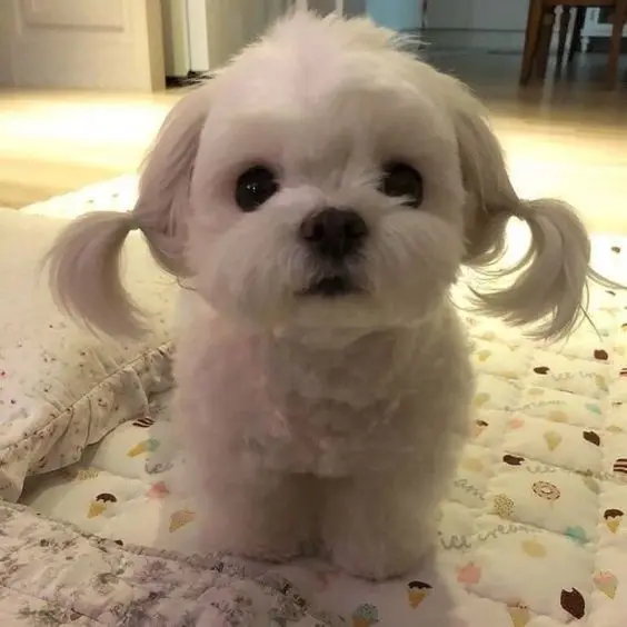 Thêm chút hài hước với avatar chó meme ngộ nghĩnh Thêm chút hài hước với avatar chó meme ngộ nghĩnh