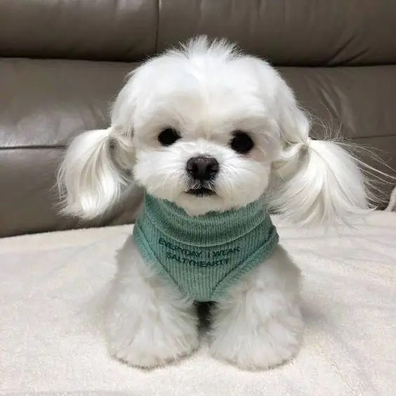 Khẳng định phong cách riêng với avatar chó meme độc đáo Khẳng định phong cách riêng với avatar chó meme độc đáo