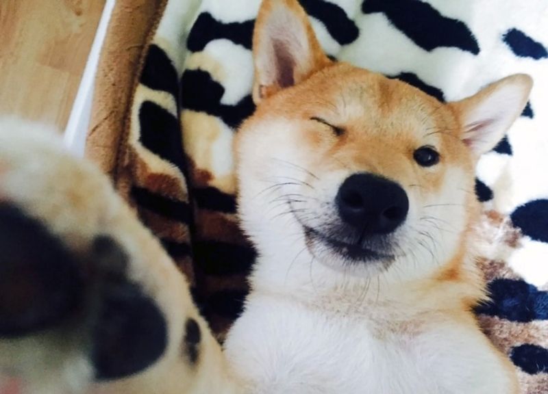 Tỏa sáng với avatar chó Shiba đáng yêu và cá tính Tỏa sáng với avatar chó Shiba đáng yêu và cá tính