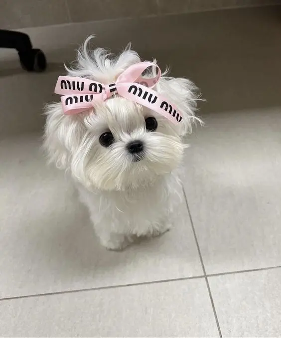 Làm sáng bừng ngày mới với avatar chó meme hài hước Làm sáng bừng ngày mới với avatar chó meme hài hước