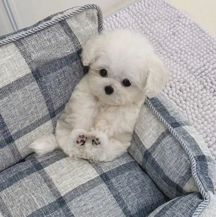 Cập nhật phong cách với avatar chó meme hot trend Cập nhật phong cách với avatar chó meme hot trend