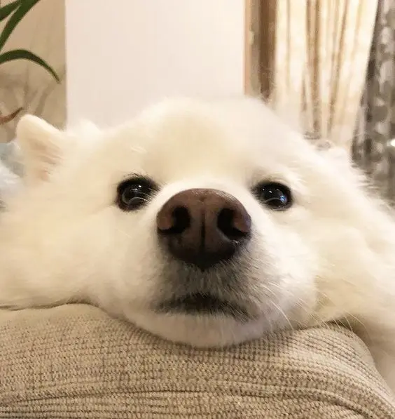 Độc đáo và ngộ nghĩnh với avatar chó meme hài hước Độc đáo và ngộ nghĩnh với avatar chó meme hài hước
