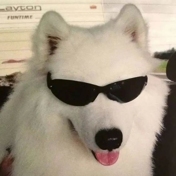 Làm mới ngày mới với avatar chó meme vui nhộn Làm mới ngày mới với avatar chó meme vui nhộn