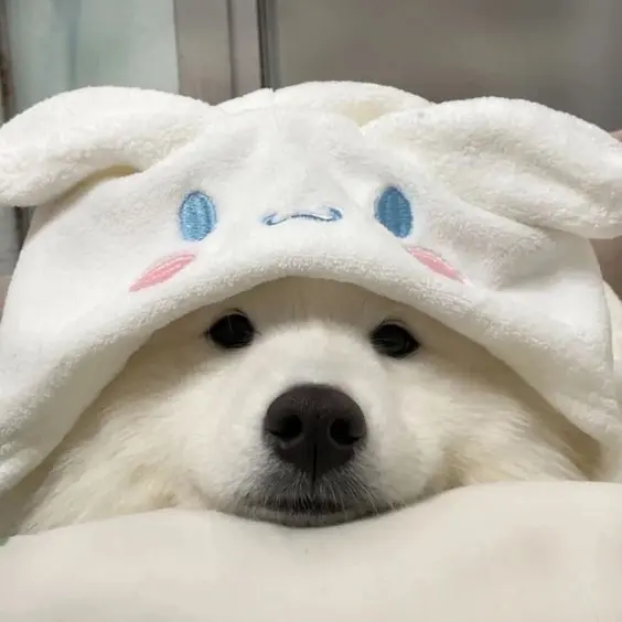 Đáng yêu và thú vị với avatar chó meme siêu hài Đáng yêu và thú vị với avatar chó meme siêu hài