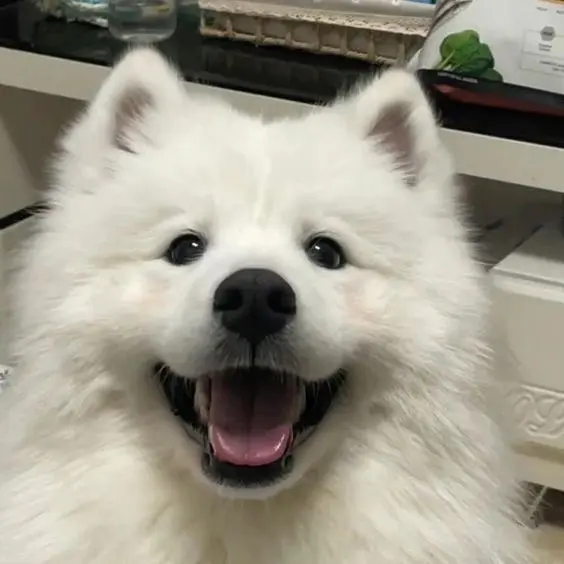 Phong cách hài hước và sáng tạo với avatar chó meme Phong cách hài hước và sáng tạo với avatar chó meme
