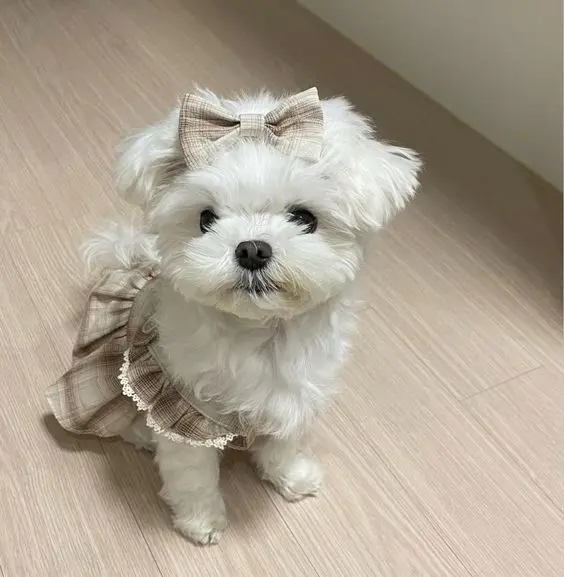 Chọn avatar chó meme để thêm phần thú vị Chọn avatar chó meme để thêm phần thú vị
