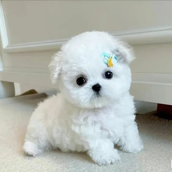 Avatar chó meme, hot trend được yêu thích hiện nay Avatar chó meme, hot trend được yêu thích hiện nay