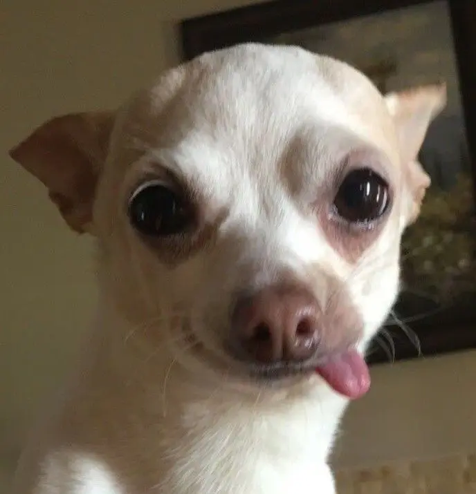 Làm nổi bật cá tính với avatar chó meme dễ thương Làm nổi bật cá tính với avatar chó meme dễ thương