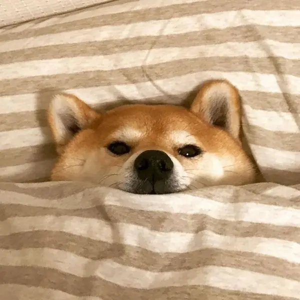 Khẳng định chất riêng với avatar chó Shiba cực ngầu Khẳng định chất riêng với avatar chó Shiba cực ngầu