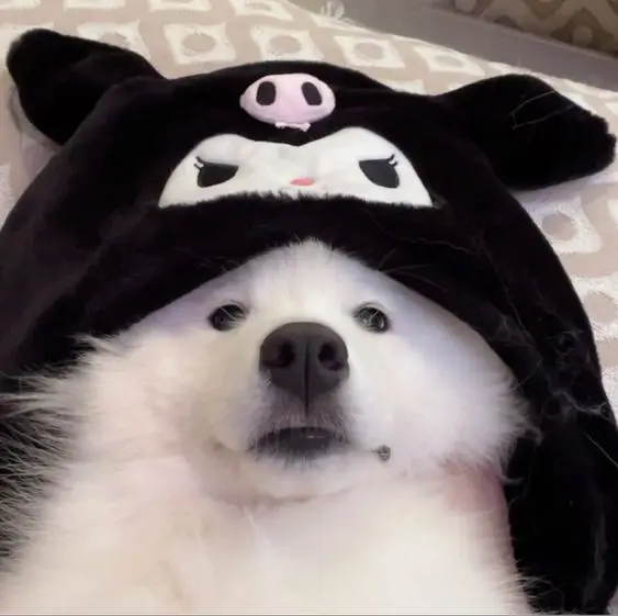 Phong cách năng động với avatar chó meme dễ thương Phong cách năng động với avatar chó meme dễ thương