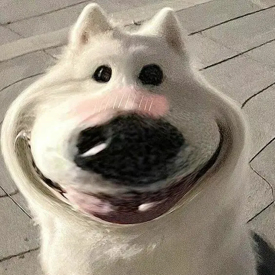 Gây ấn tượng mạnh với avatar chó meme hài hước Gây ấn tượng mạnh với avatar chó meme hài hước