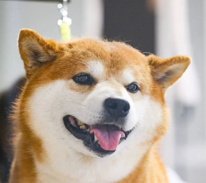 Đơn giản nhưng nổi bật với avatar chó Shiba dễ thương Đơn giản nhưng nổi bật với avatar chó Shiba dễ thương