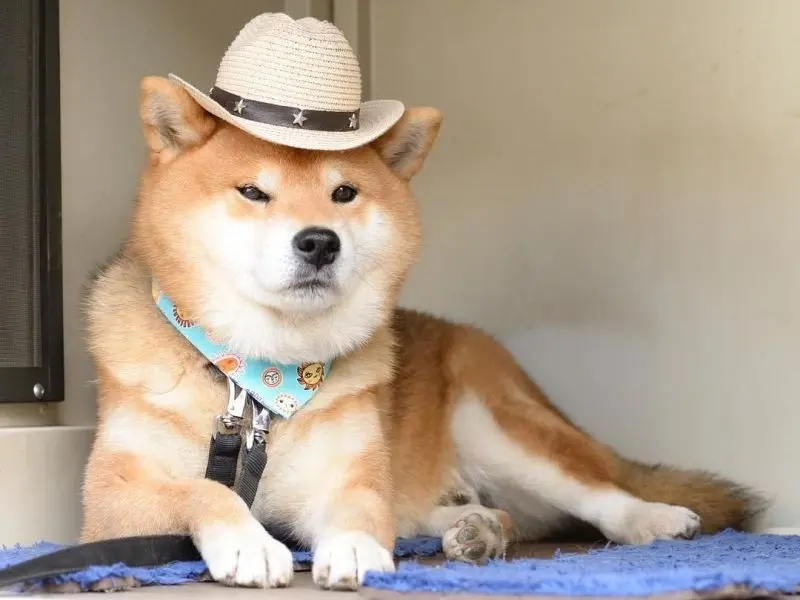 Làm mới hình ảnh với avatar chó Shiba cực thu hút Làm mới hình ảnh với avatar chó Shiba cực thu hút