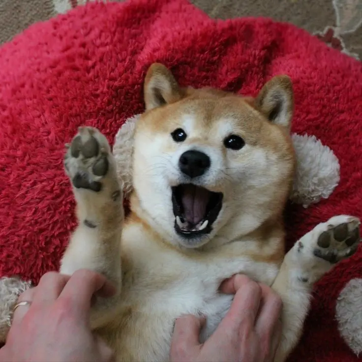 Avatar chó Shiba, lựa chọn hoàn hảo cho tín đồ yêu thú cưng Avatar chó Shiba, lựa chọn hoàn hảo cho tín đồ yêu thú cưng