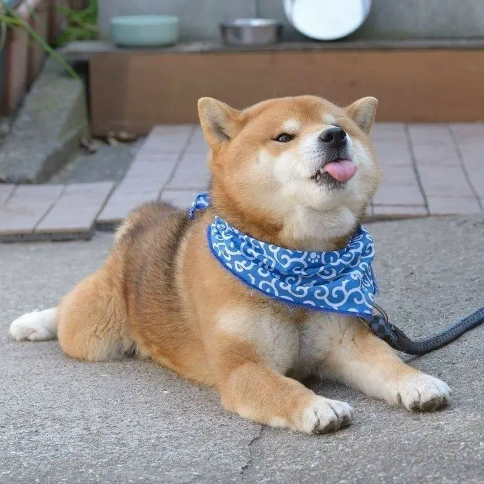 Gây ấn tượng với avatar chó Shiba siêu đáng yêu Gây ấn tượng với avatar chó Shiba siêu đáng yêu