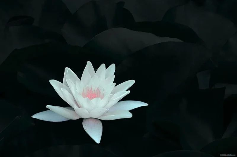 Không gian yên bình cùng hình nền tang lễ cho máy tính Không gian yên bình cùng hình nền tang lễ cho máy tính