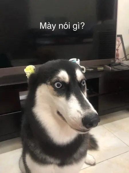 Meme chó hài hước và độc đáo