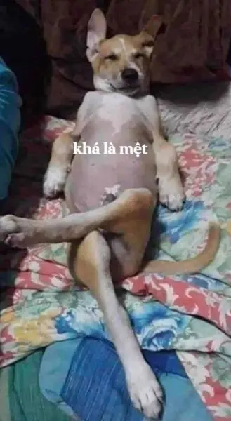 Meme chó lầy lội khiến ai cũng bật cười