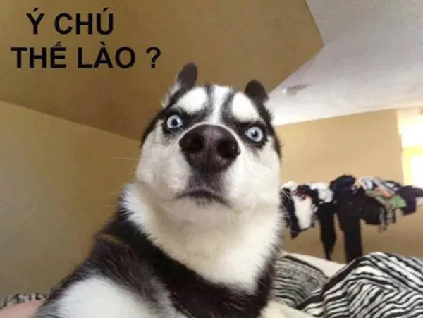 Meme chó hài hước cho ngày mới