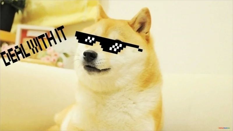 Meme chó cực kỳ đáng yêu
