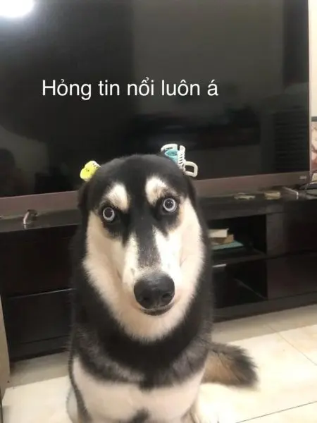 Meme chó ngộ nghĩnh cực lầy
