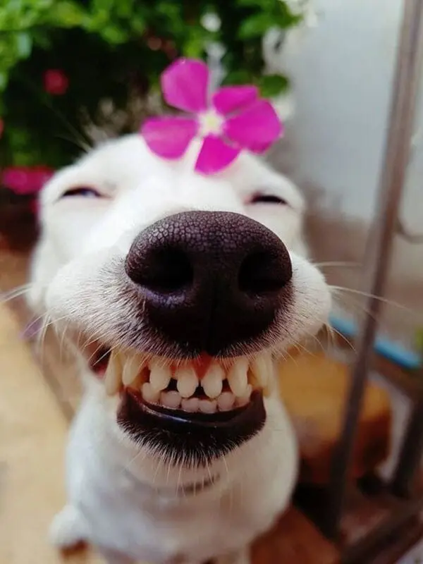 Cười thả ga với meme chó dễ thương