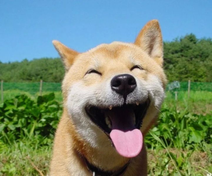 Meme chó hài hước khiến bạn không thể rời mắt