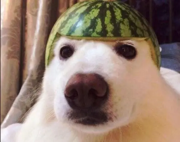 Meme chó đáng yêu làm bạn bật cười