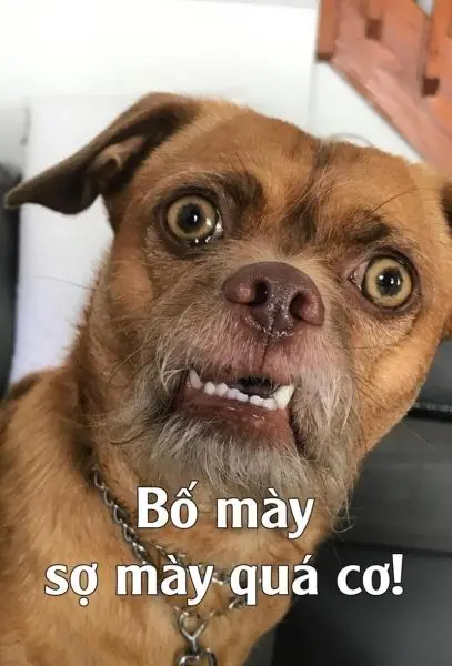 Meme chó vui nhộn và cực kỳ dễ thương