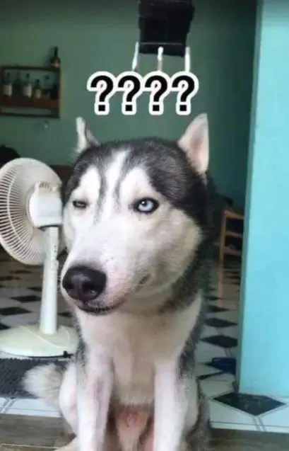 Meme chó vui nhộn cho ngày mới