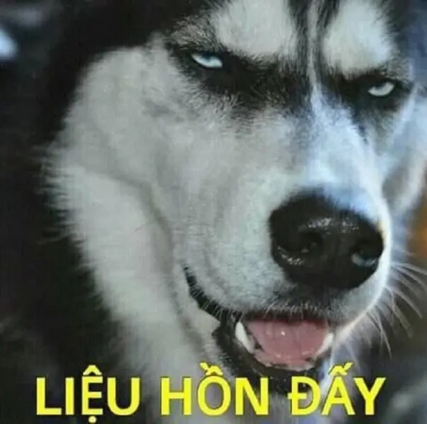 Bộ meme chó cười không ngừng