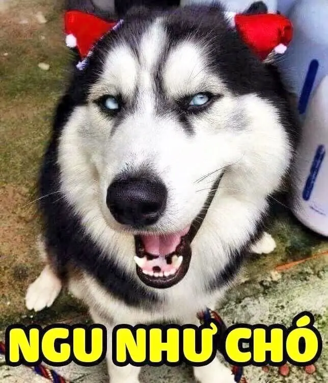 meme ngu như chó hài hước