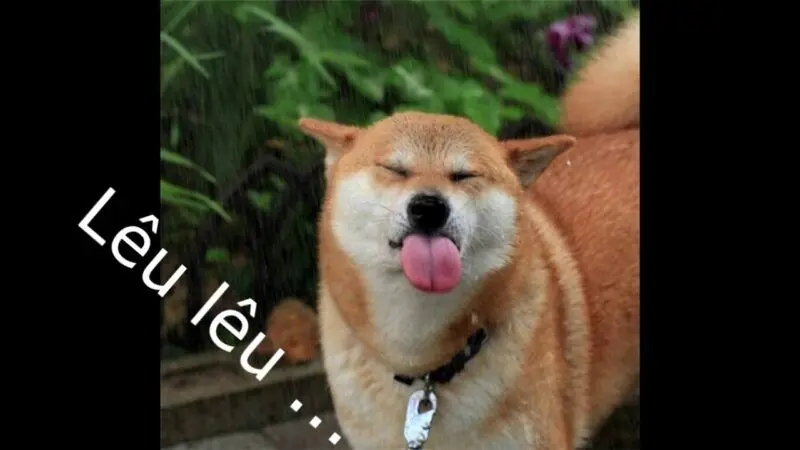 meme chó lêu lêu