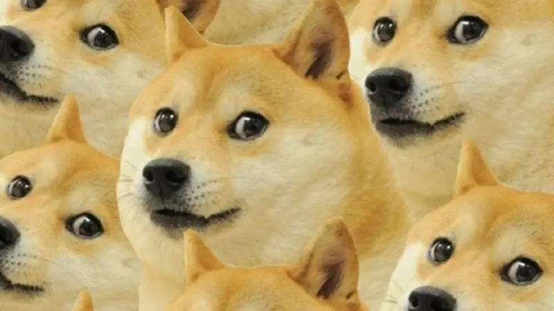 meme chó shiba hài hước