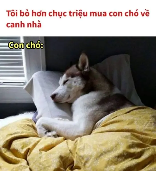 meme chó ngủ hài hước