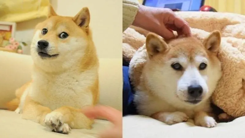 Cười nghiêng ngả với meme chó cực dễ thương