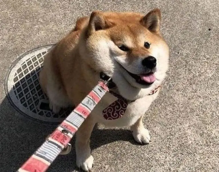 Meme chó tạo trào lưu mới