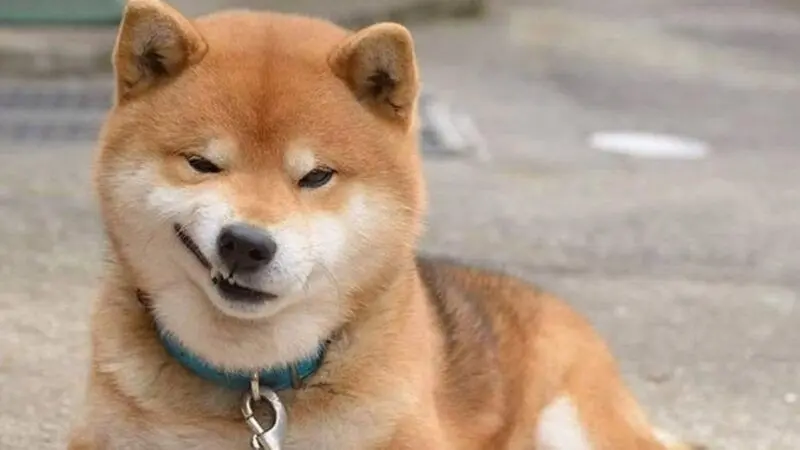 Meme chó hài hước cười sảng khoái