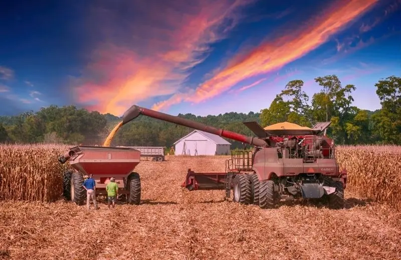Cánh đồng mùa gặt - bức tranh mùa vàng ấm áp Cánh đồng mùa gặt - bức tranh mùa vàng ấm áp